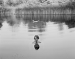 THE PORTRAIT REVISITED with Andrea Modica